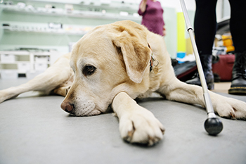 Førerhund ligger på gulvet